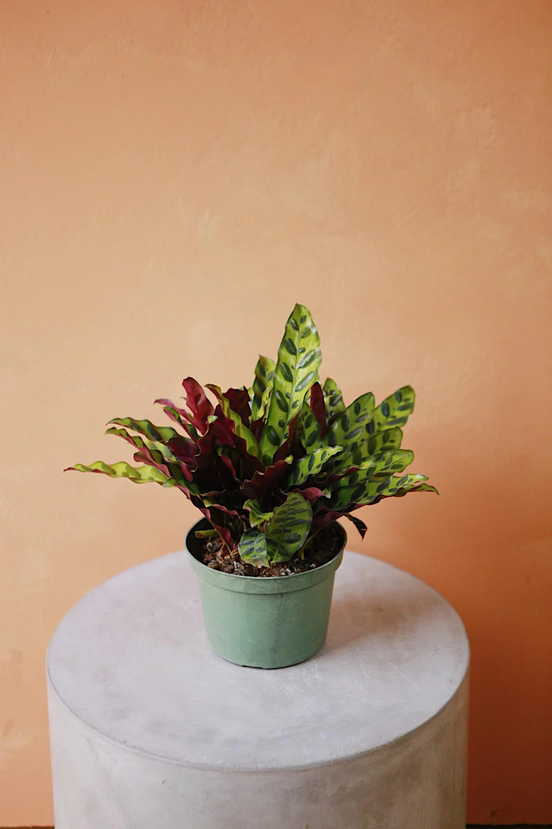 Rattlesnake Calathea